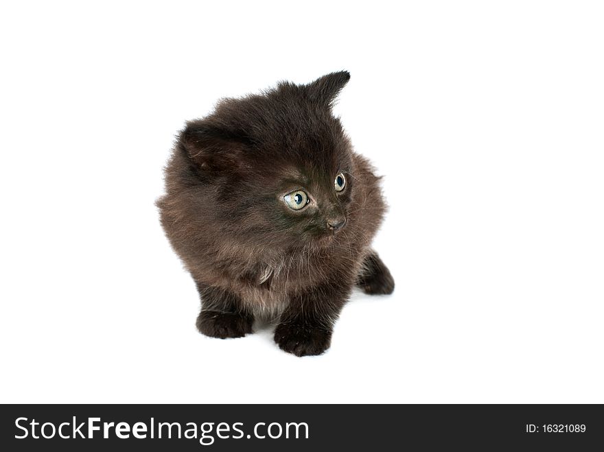 Cute kitten isolated on a white background. Cute kitten isolated on a white background.