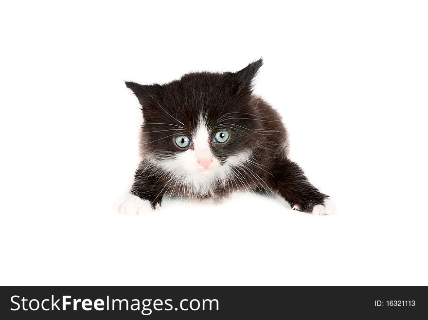 Cute kitten isolated on white background. Cute kitten isolated on white background.