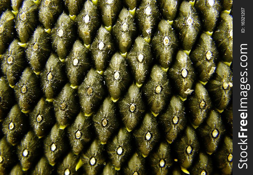 Sunflower with seeds close up photo. Sunflower with seeds close up photo