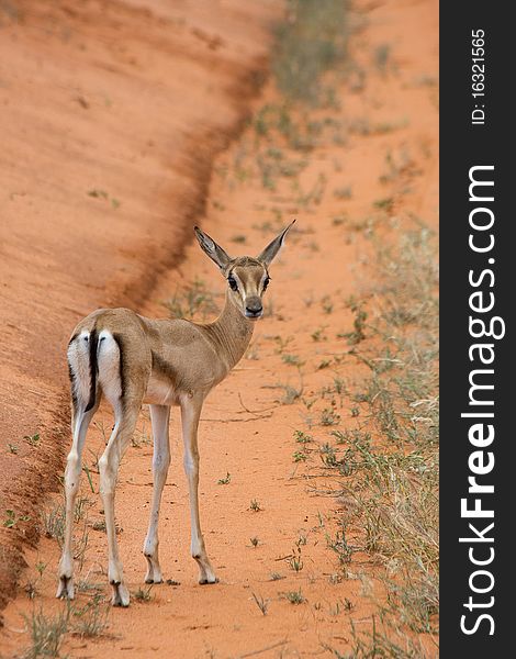 Antelope mammal africa animal horned