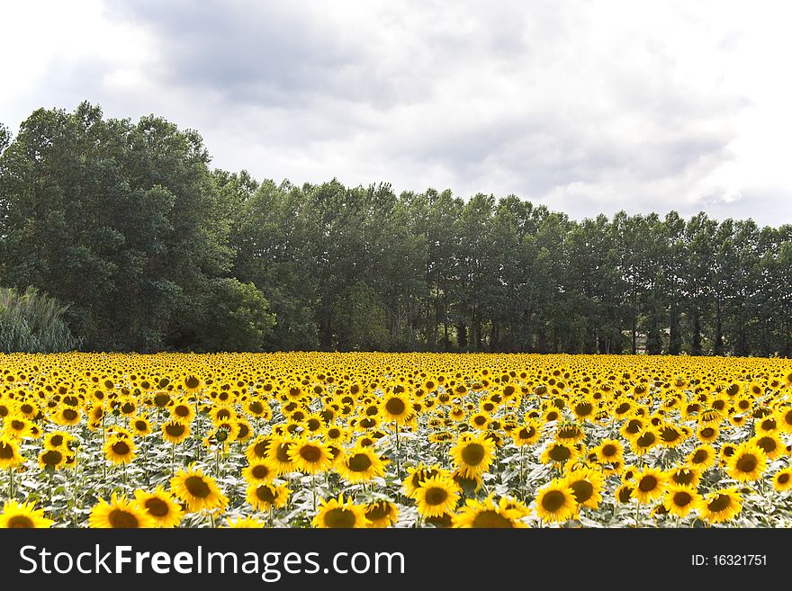 Sunlight bright sunflowers head against the blue clear sky