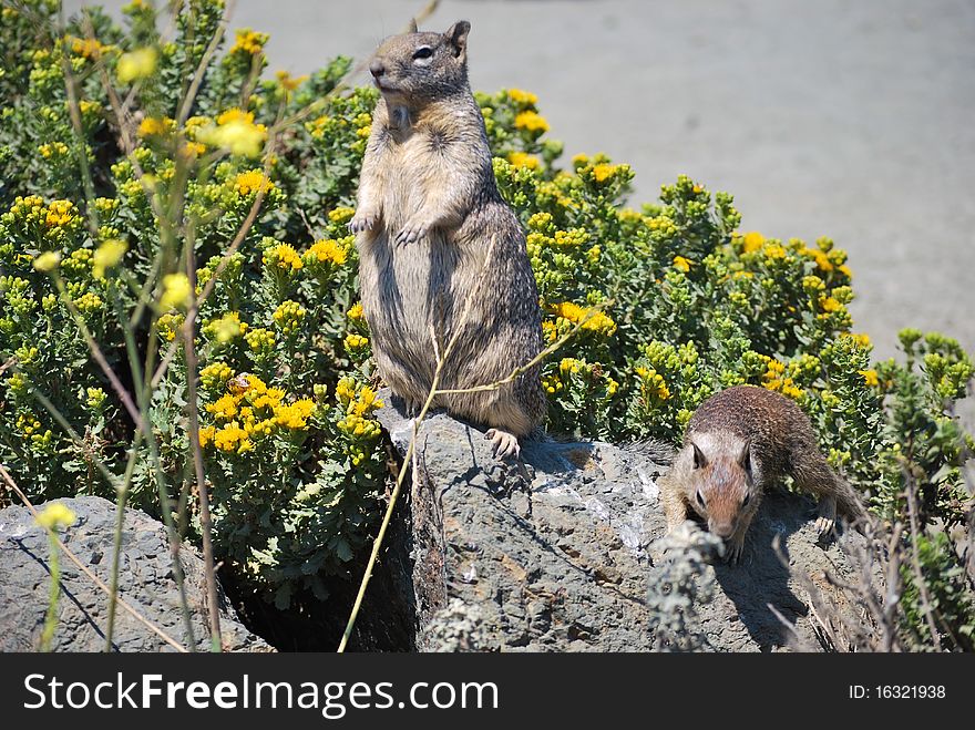 A couple of cute squirrels on the stone. A couple of cute squirrels on the stone