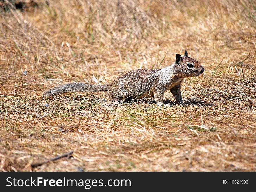 Cute squirrel on the lawn