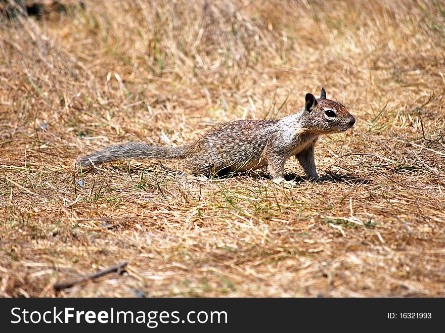 A cute squirrel on the lawn