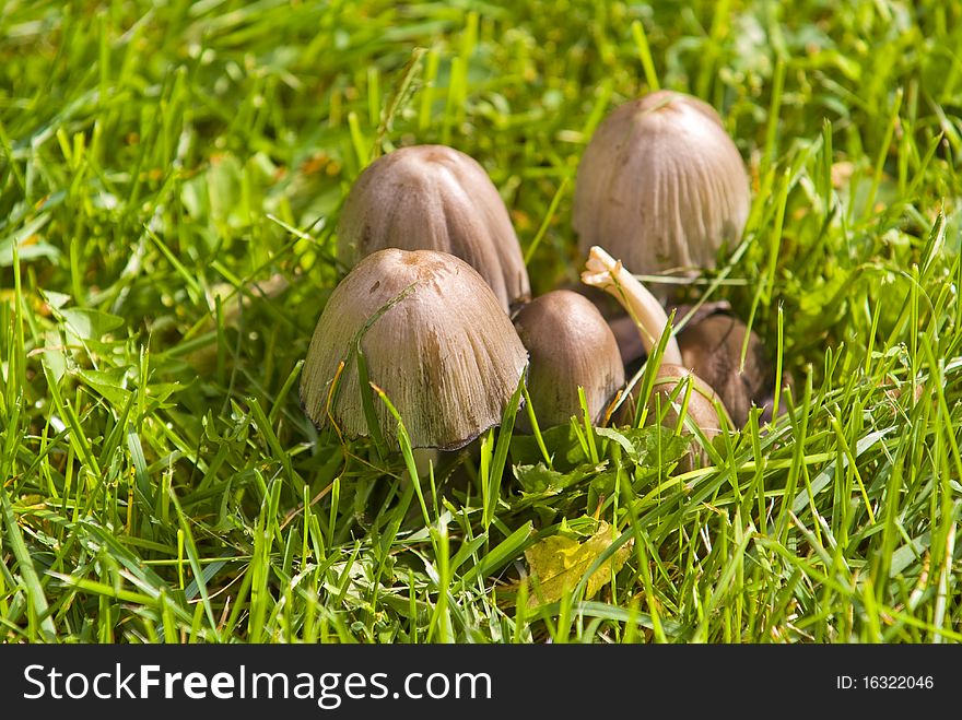 Mushrooms with grass around them