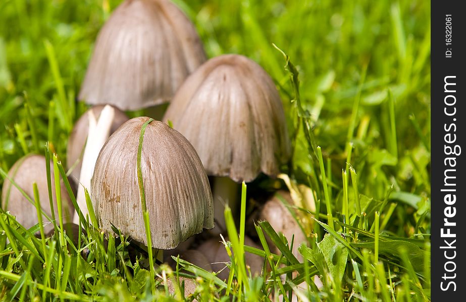 Mushrooms with grass around them