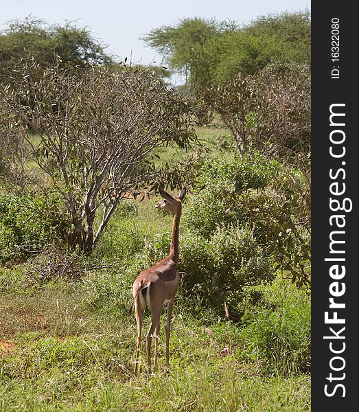 Antelope mammal africa animal horned