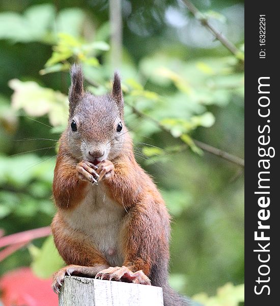 Squirrel sitting on a log and eats. Squirrel sitting on a log and eats