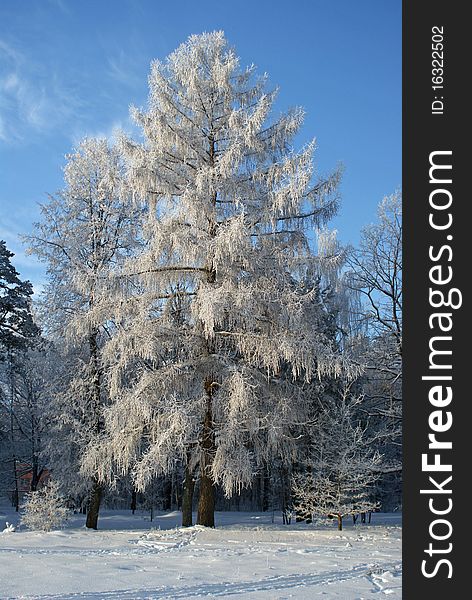 Rime of the larch in winter