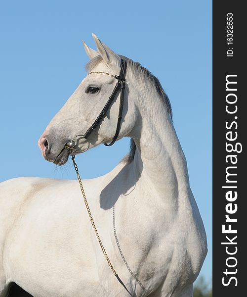 Portrait of a gray mare against the blue sky. Portrait of a gray mare against the blue sky