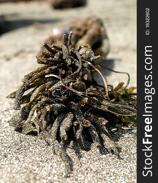 Closeup photo of seaweed on a beach. Closeup photo of seaweed on a beach.