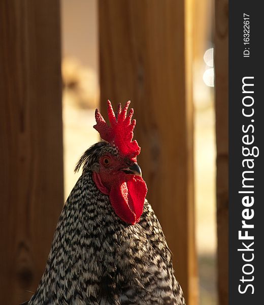 Close up portrait of a speckled rooster with strong side lighting and muted flash fill.