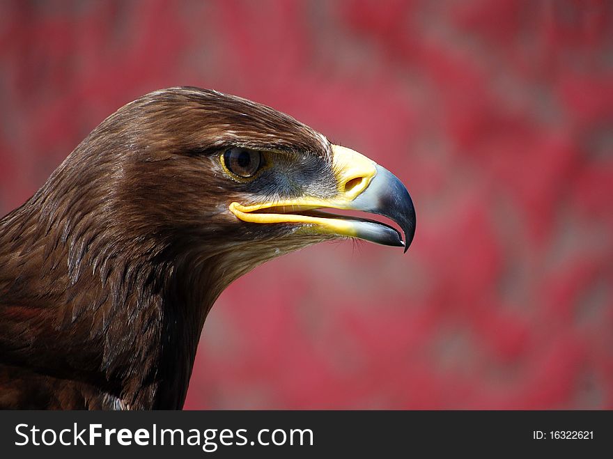 The Golden Eagle (Aquila chrysaetos) is one of the best known birds of prey. The Golden Eagle is the national bird of five nations, Albania, Germany and Austria in continuation of the Holy Roman Empire, and Mexico and Kazakhstan, the most of any species.