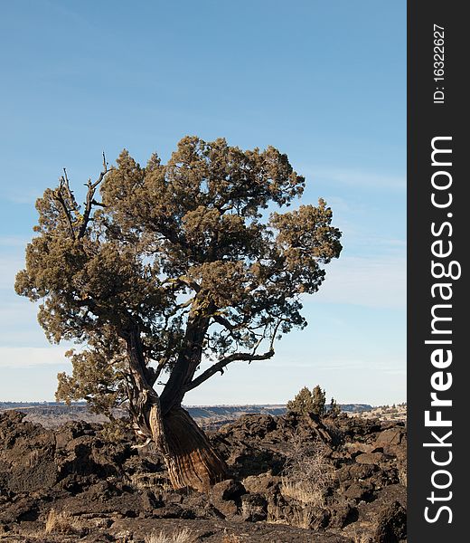 A knarled tree growing in an old lava flow. A knarled tree growing in an old lava flow.