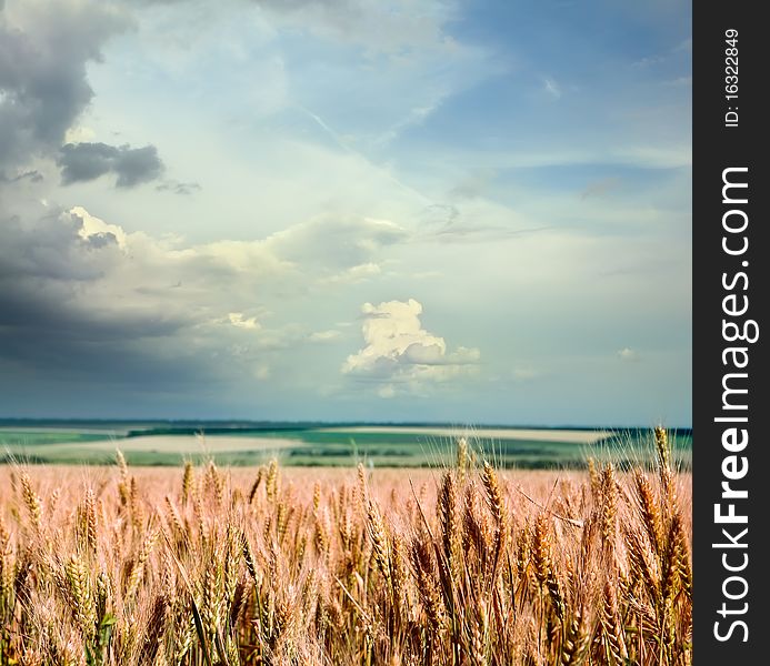 Wheat against the blue sky