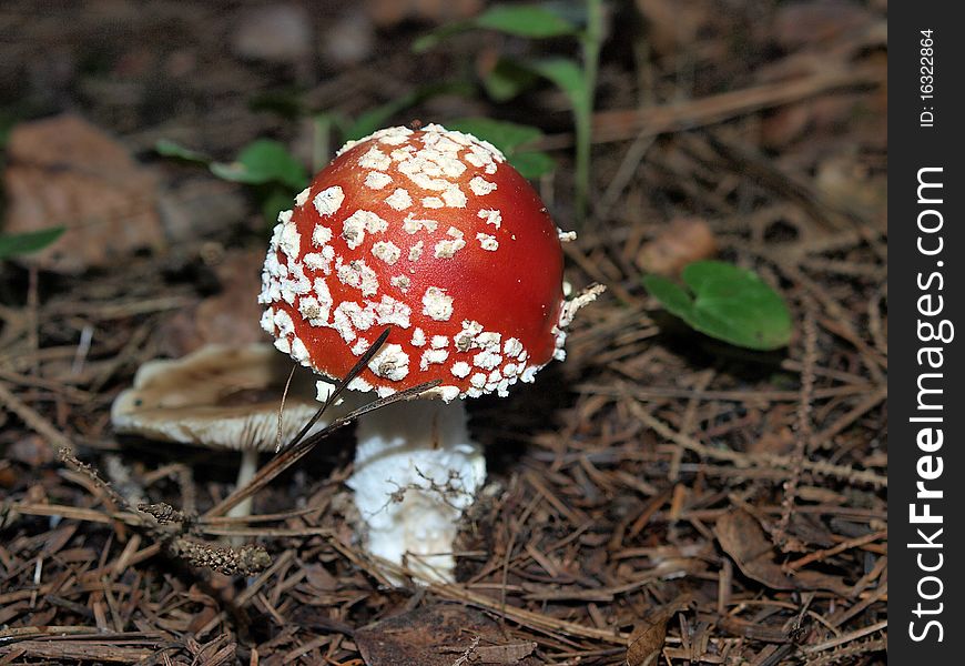 Macro view on mushrooms called fly agaric. Macro view on mushrooms called fly agaric