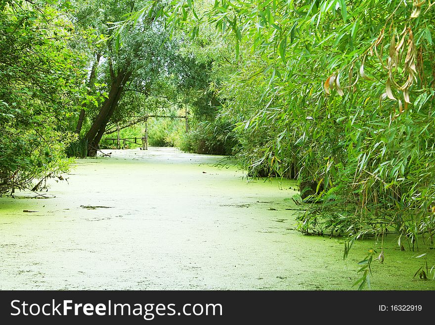 Green abandoned bog overgrown with algae