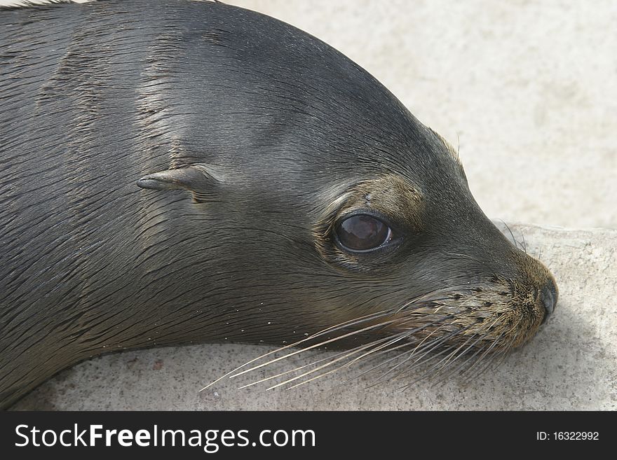 Baby Sea Lion Taking a Sunbath. Baby Sea Lion Taking a Sunbath