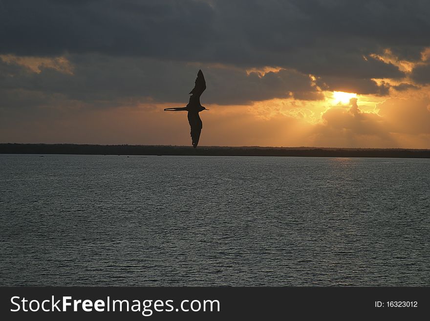 Bird Silhouette Flying at the Sunrise. Bird Silhouette Flying at the Sunrise