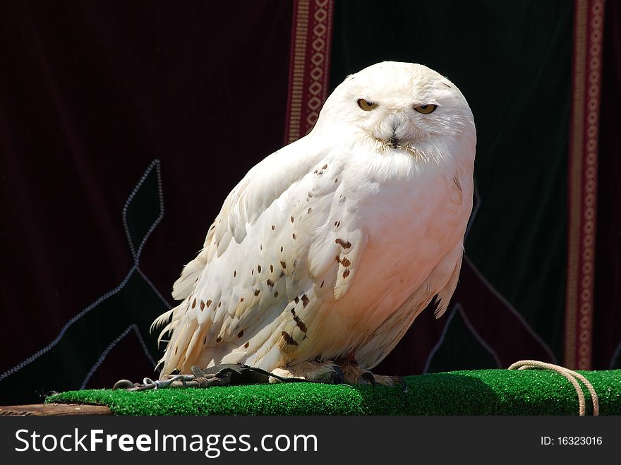 The snowy owl (Bubo scandiacus) is the official bird of Quebec, Canada.