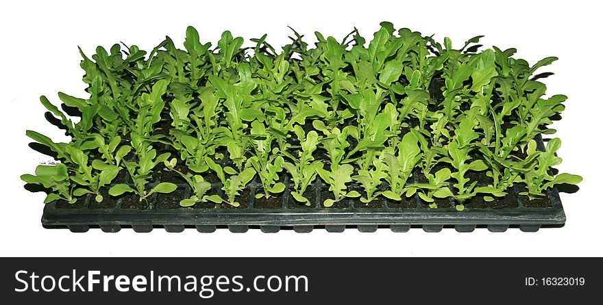 Cabbage and green vegetable collection isolated on white background. Cabbage and green vegetable collection isolated on white background