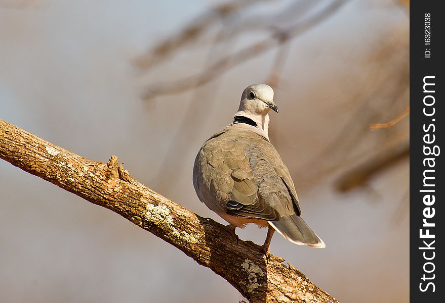 A Ring-necked Dove turns around as she walks up on a branch. A Ring-necked Dove turns around as she walks up on a branch.