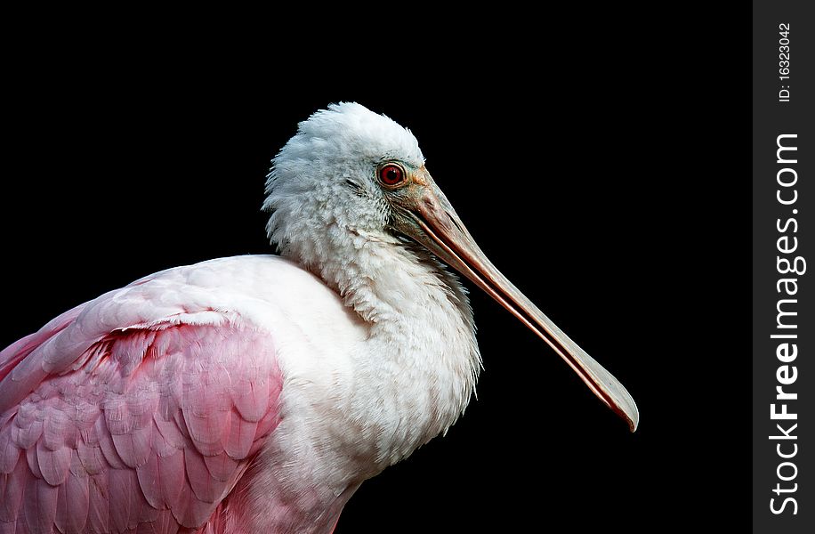 Close up photograph of a roseate spoonbill's head