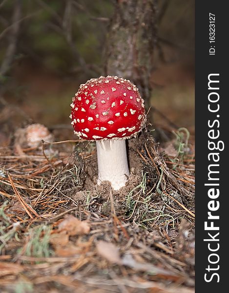 The poisonous mushroom in autumn. The poisonous mushroom in autumn