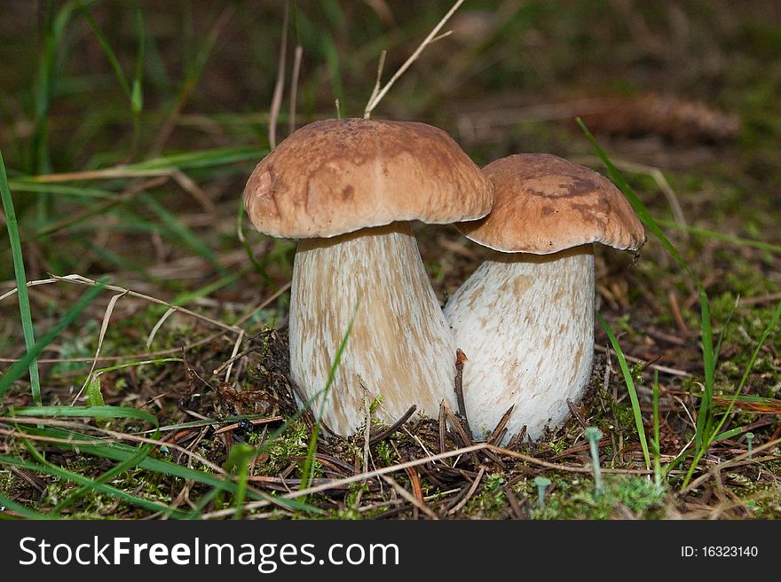 The delicious mushroom in autumn. The delicious mushroom in autumn