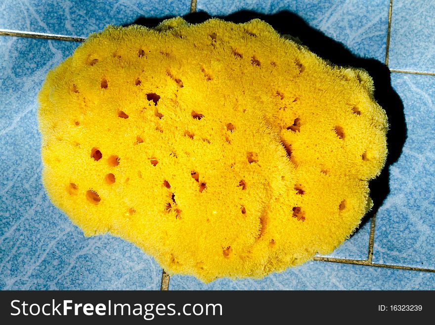 Natural organic sponge dried out from sea. Natural organic sponge dried out from sea