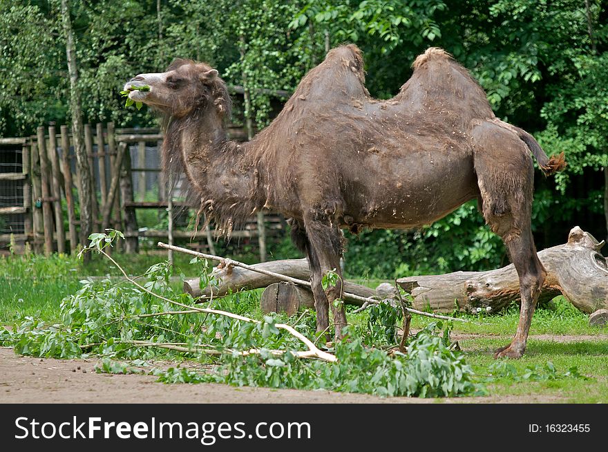 Camel eating grass in zoo