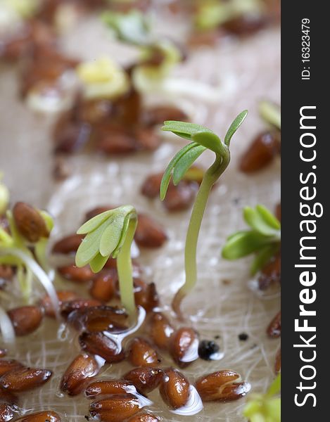 macro photo of germinating seedlings. macro photo of germinating seedlings