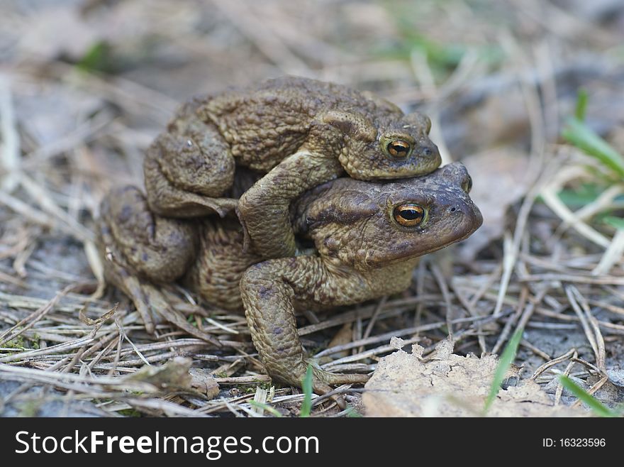 Toad (bufo, Bufo)