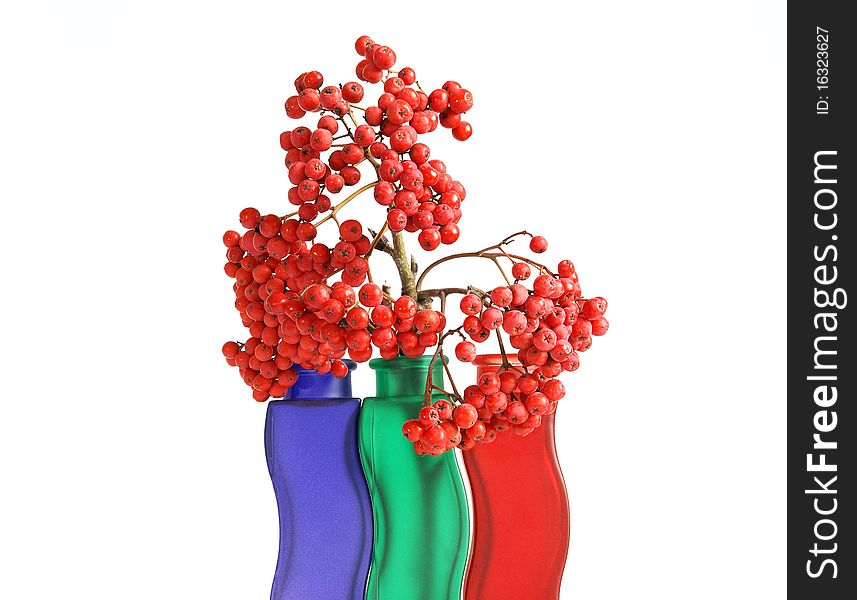 Still life with red natural rowan on a white background