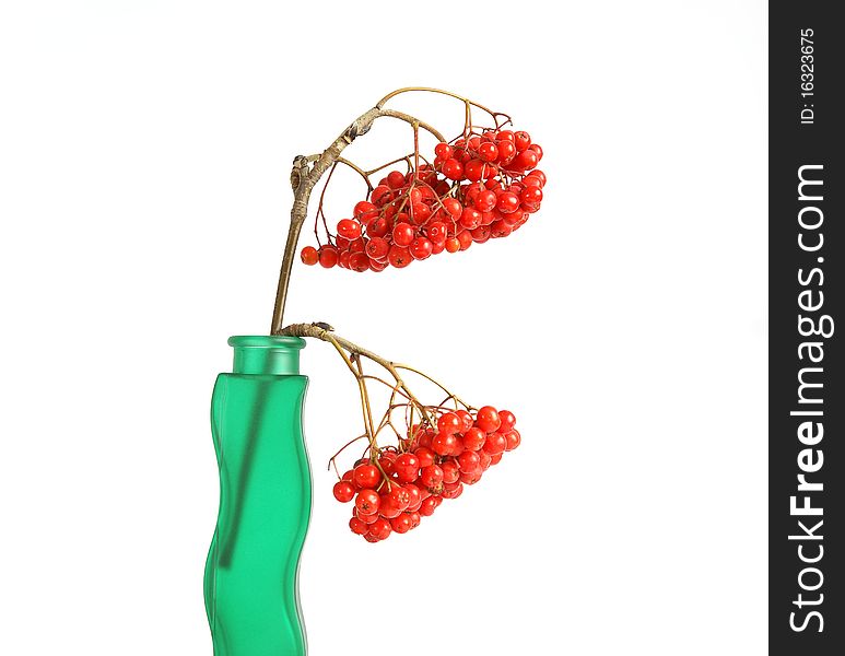 Still life with red natural rowan on a white background