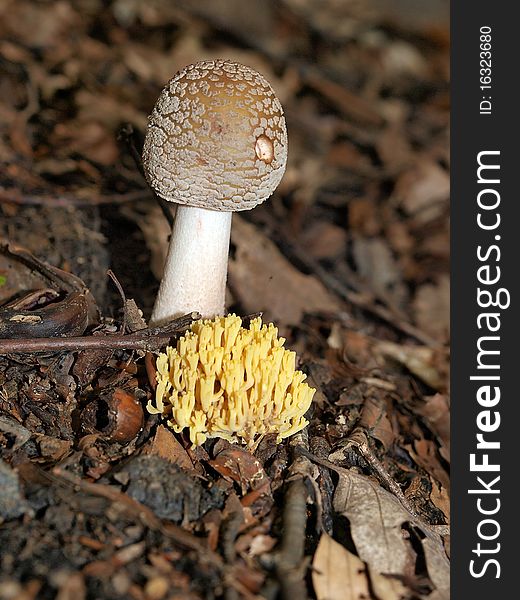 Macro view on two mushrooms