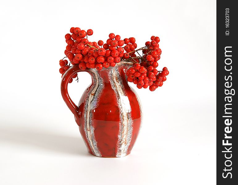Still life with red natural rowan on a white background