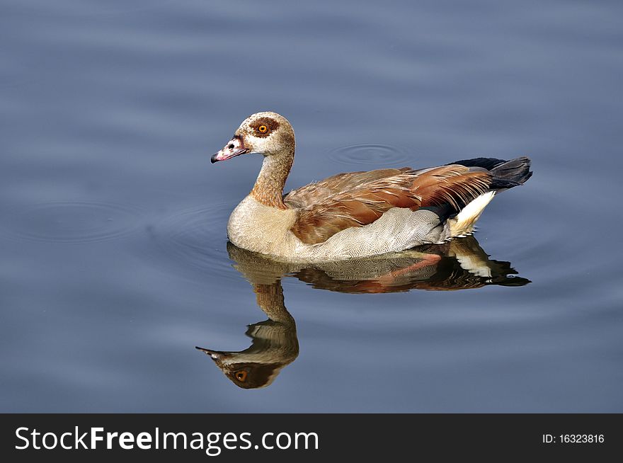 An Egyptian Goose photographed swimming in a dam.