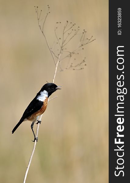 A Stonechat perched on a twig, photographed in the wild.