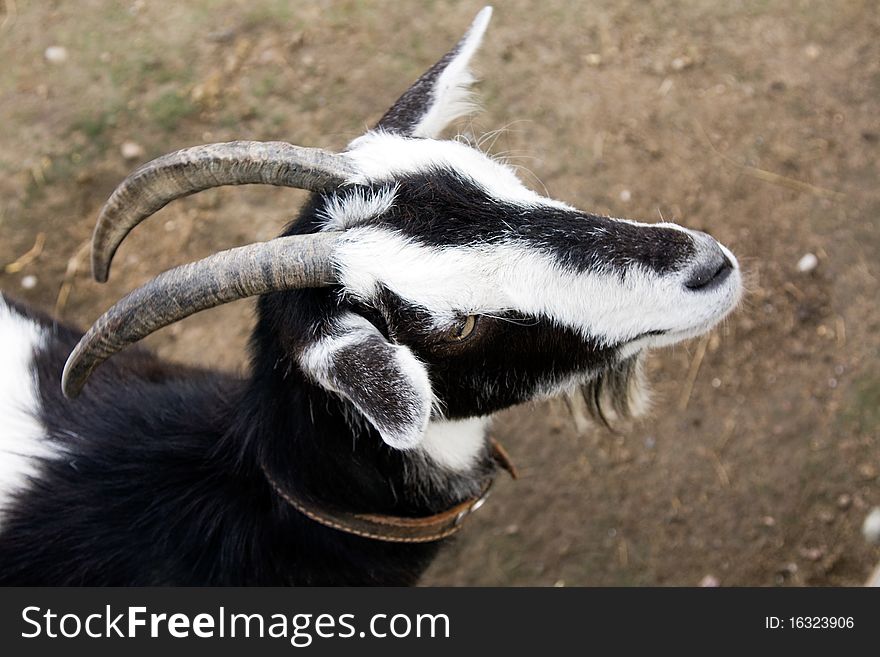 The head of a house goat photographed close up