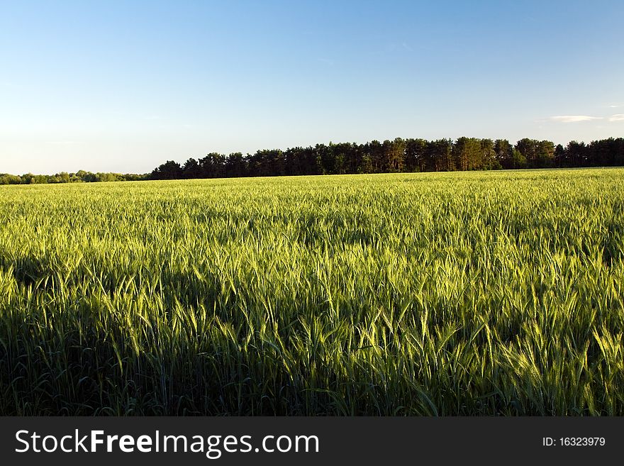 Field on which still unripe green wheat grows. Field on which still unripe green wheat grows