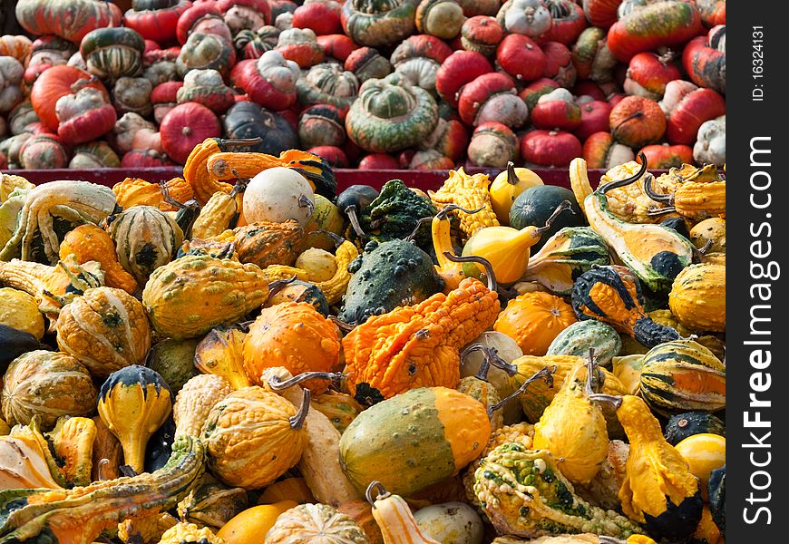 Assortment of colorful harvest of squash at a market. Assortment of colorful harvest of squash at a market