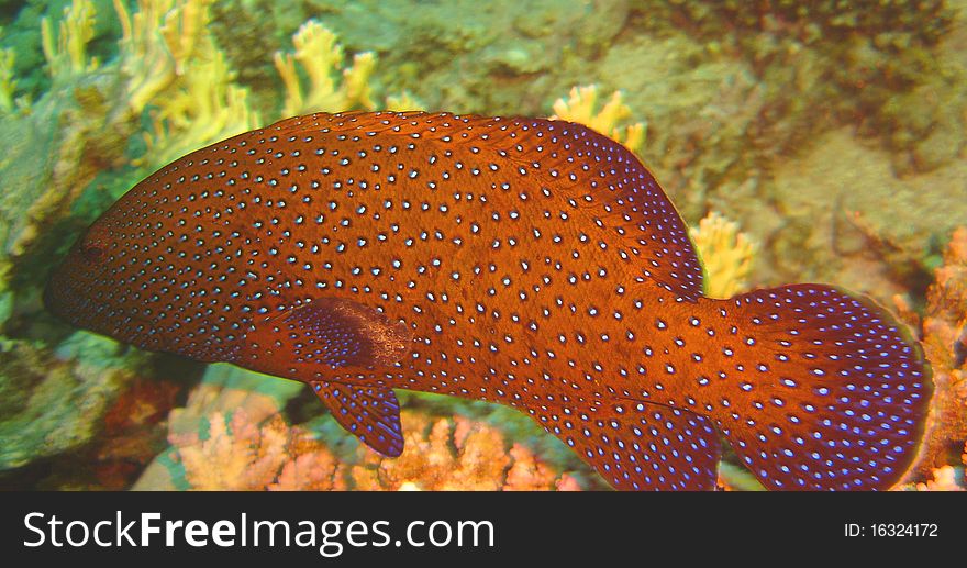 Red fish with coral in sea
