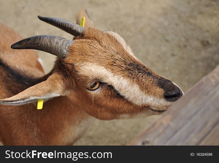 Animal goat zoo farm horn yellow sticker glance broun fur