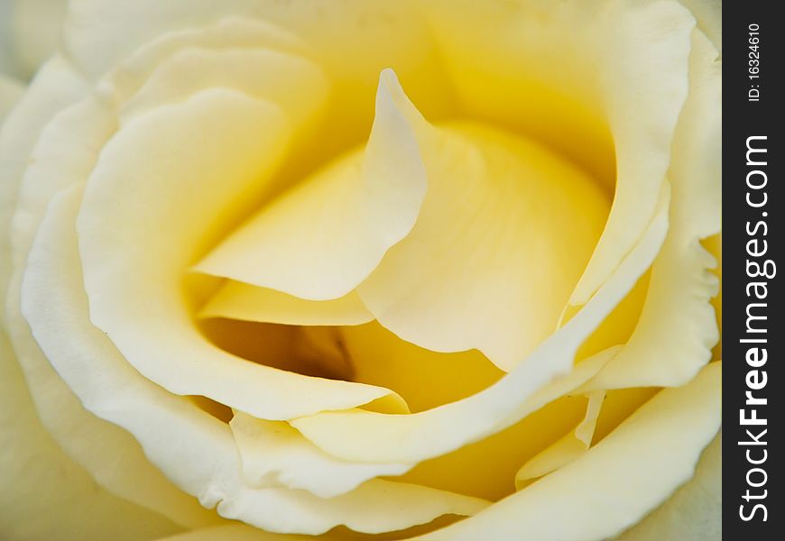 A lovely pastel coloured delicate yellow rose up close. A lovely pastel coloured delicate yellow rose up close