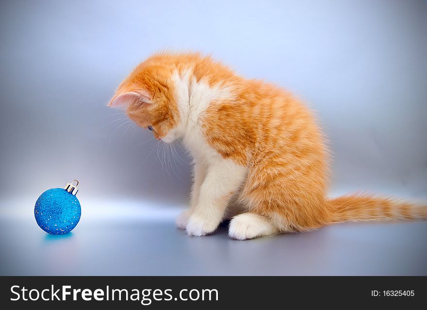 Red kitten with a Christmas toy