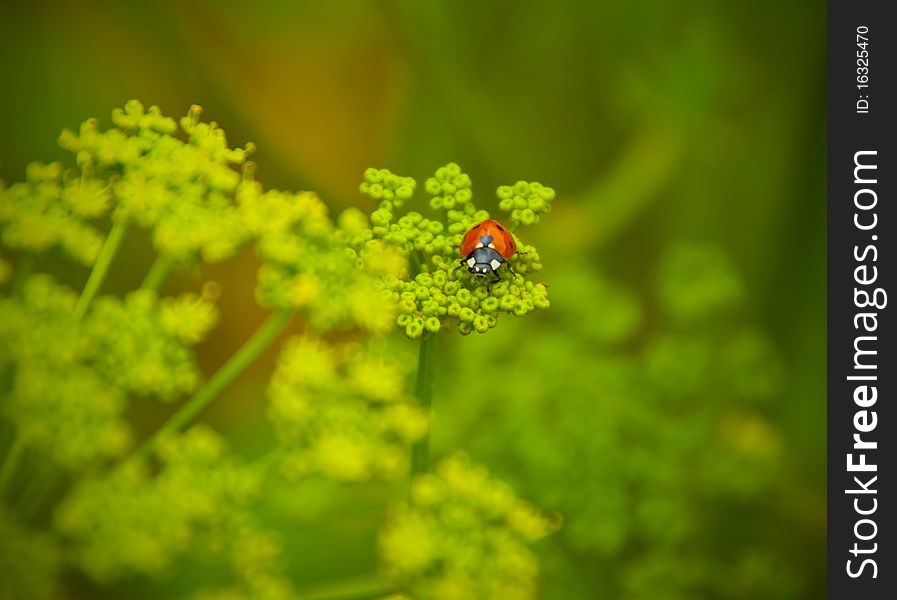 Ladybird on a green grass