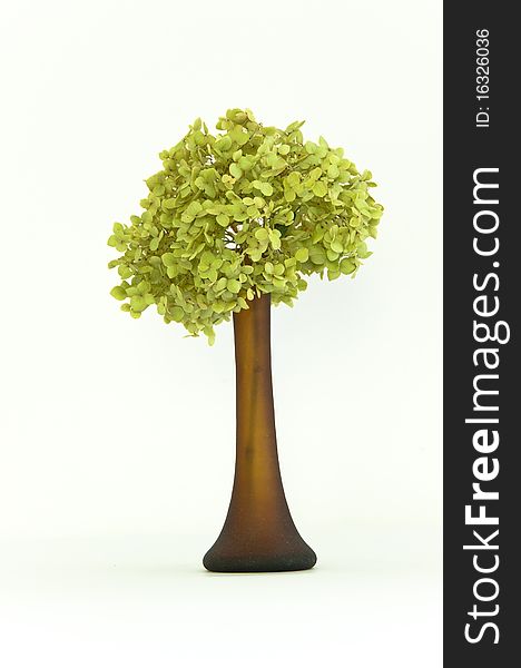 Delicate dried green hortensia (hydrangea) flowers in brown glass vase on isolating background