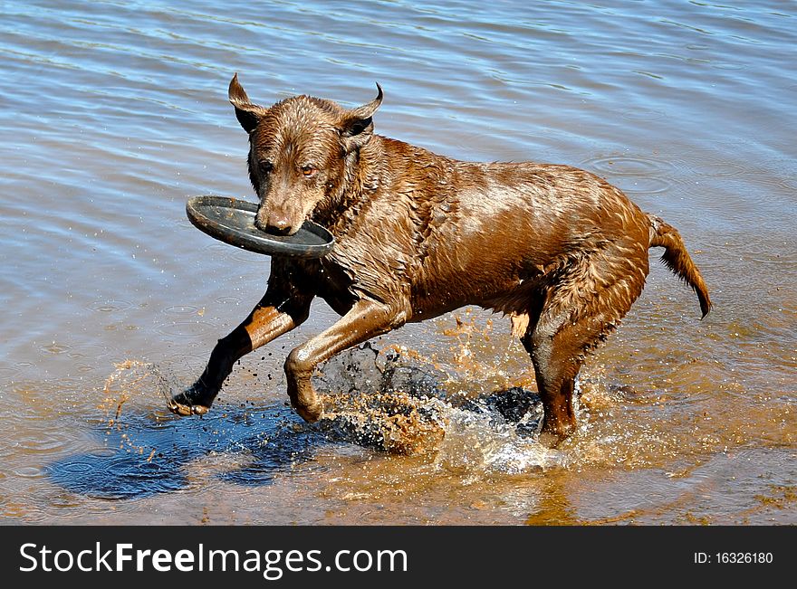 A fun loving chocolate lab playing in the water with a frisbee. A fun loving chocolate lab playing in the water with a frisbee