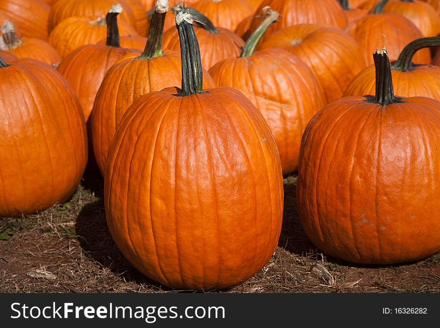 A photo of several pumpkins at a farm on a sunny autumn day.